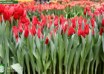 Tulipa Pretty Woman ® (2)